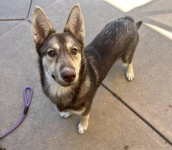 MAZDA -  Siberian Husky and German Shepherd Dog Dog for Adoption in Martinez, California - MAZDA | PetCurious