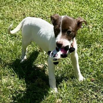 Kit -  Mixed Breed Dog for Adoption in Richmond, Virginia - Kit | PetCurious