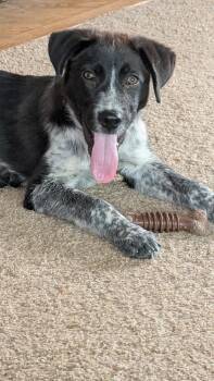Ruger -  Australian Cattle Dog Blue Heeler Dog for Adoption in Parker, Colorado - Ruger | PetCurious