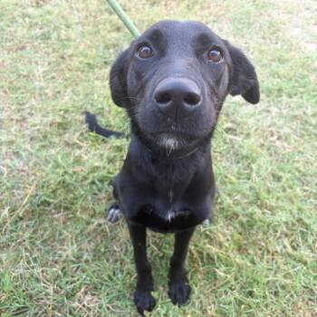Nova -  Retriever and Shepherd Dog for Adoption in Tulsa, Oklahoma - Nova | PetCurious