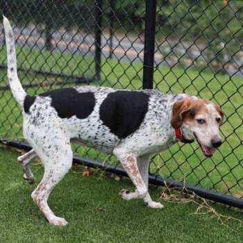Sabella -  Hound and Mixed Breed Dog for Adoption in Atlanta, Georgia - Sabella | PetCurious