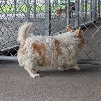 Fluffy -  Chihuahua and Mixed Breed Dog Available for Adoption in Emporia, Kansas - Fluffy | PetCurious
