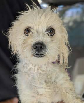 Terrier Dogs Available for Adoption in Las Vegas, Nevada - Bell | PetCurious