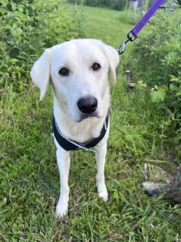 Winston Churchill-Not Accepting Applications Yet -  Yellow Labrador Retriever Dog for Adoption in Medina, Ohio - Winston Churchill-Not Accepting Applications Yet | PetCurious