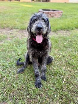 Grover -  Irish Wolfhound and Standard Poodle Dog for Adoption in Covington, Louisiana - Grover | PetCurious
