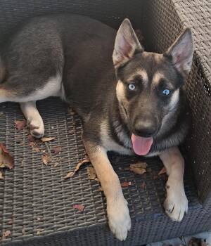 Husky and German Shepherd Dog Dogs Available for Adoption - Addie - Super Sweet Puppy Girl (NY-7270944) | PetCurious