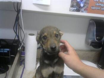 German Shepherd Dog and Mixed Breed Dogs Available for Adoption - PEPPER | PetCurious