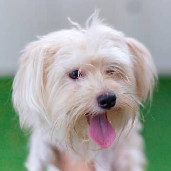 JERRY -  Mixed Breed Dog for Adoption in Cranston, Rhode Island - JERRY | PetCurious