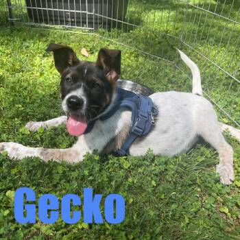Gecko -  Australian Cattle Dog Blue Heeler and Mixed Breed Dog for Adoption in Ellicott City, Maryland - Gecko | PetCurious