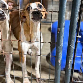 Terrier Dogs Available for Adoption in Fort Smith, Arkansas - Wynonna | PetCurious