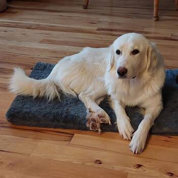 Gracie -  Great Pyrenees and Mixed Breed Dog for Adoption in Nampa, Idaho - Gracie | PetCurious