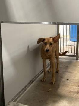 Blondie -  Mixed Breed Dog for Adoption in Fort Worth, Texas - Blondie | PetCurious