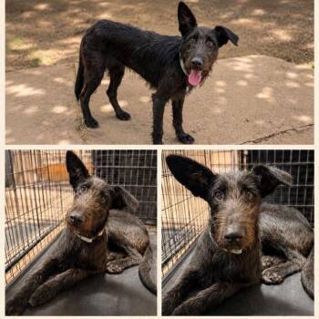 Harlow -  Scottish Deerhound and Mixed Breed Dog for Adoption in Ferndale, Michigan - Harlow | PetCurious