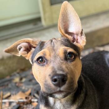 Shepherd and Mixed Breed Dogs Available for Adoption in Falls Church, Virginia - Luna FKA Hero Pup: Batgirl | PetCurious