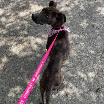 Whippet Dogs Available for Adoption in Waggaman, Louisiana - Delilah | PetCurious
