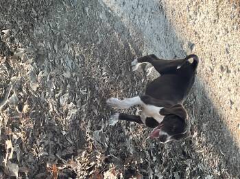 German Shorthaired Pointer and Labrador Retriever Dogs Available for Adoption in York, South Carolina - Sophia | PetCurious