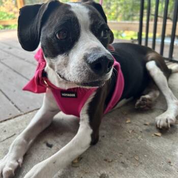 Vivi -  Beagle and Boston Terrier Dog for Adoption in Austin, Texas - Vivi | PetCurious