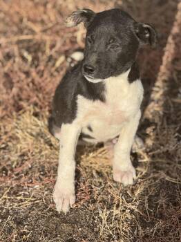 Rescue Mixed Breed Dogs for Adoption in Havre, Montana - Breeze | PetCurious