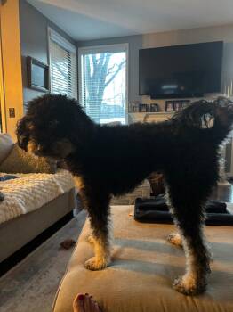 Maverick -  Bernese Mountain Dog and Poodle Dog for Adoption - Maverick | PetCurious