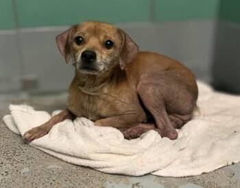 MARINERO -  Chihuahua and Mixed Breed Dog for Adoption in Houston, Texas - MARINERO | PetCurious