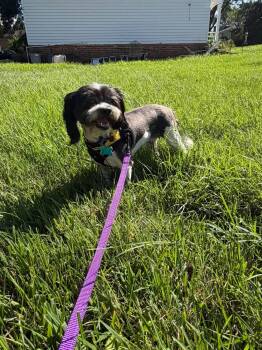 Virginia Blue Belle -  Shih Tzu and Havanese Dog for Adoption in Norfolk, Virginia - Virginia Blue Belle | PetCurious