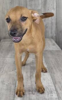 Chanel -  Rat Terrier and Mixed Breed Dog for Adoption in Shreveport, Louisiana - Chanel | PetCurious