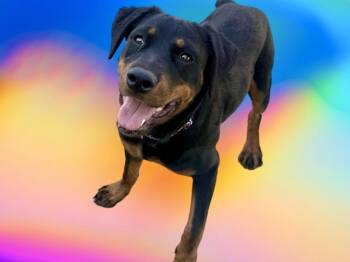 Annabella -  Rottweiler Dog for Adoption in Gilbert, Arizona - Annabella | PetCurious