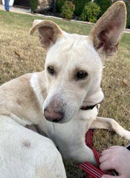 Rescue Shepherd Dogs for Adoption in Falmouth, Maine - MABEL - Waiting To Bring Her Sweetness | PetCurious