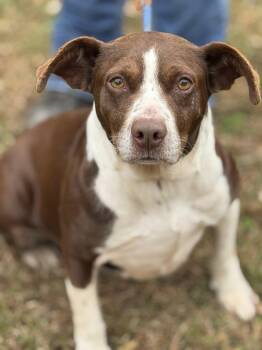 Rescue Terrier Dogs for Adoption in Meherrin, Virginia - Brownie | PetCurious