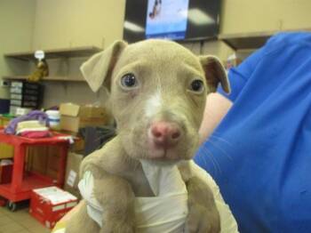 Staffordshire Bull Terrier Dogs Available for Adoption in Ocala, Florida - A380171 | PetCurious