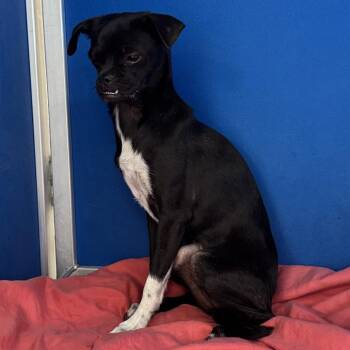 110949 -  Mixed Breed Dog for Adoption in Las Cruces, New Mexico - 110949 | PetCurious