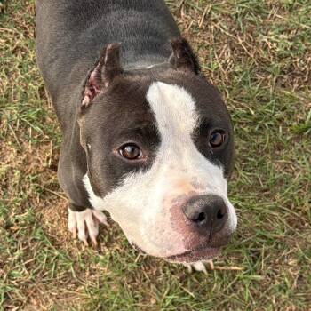 Cara -  Pit Bull Terrier Dog for Adoption in Krum, Texas - Cara | PetCurious