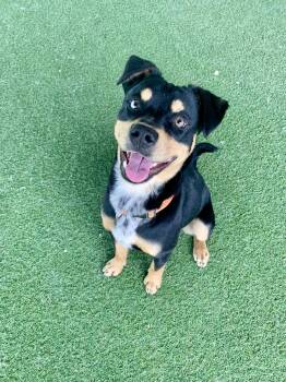 Mixed Breed and Rottweiler Dogs Available for Adoption - Big Guy | PetCurious