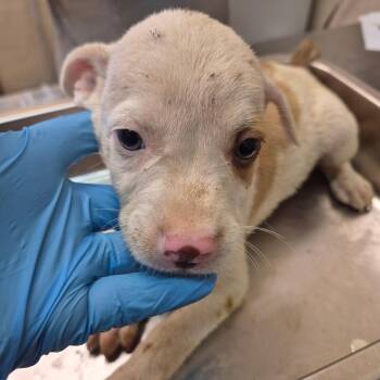 Prichard -  Pit Bull Terrier Dog for Adoption in Birmingham, Alabama - Prichard | PetCurious