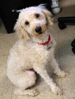 Romeo -  Goldendoodle Dog for Adoption in Harrison, New York - Romeo | PetCurious