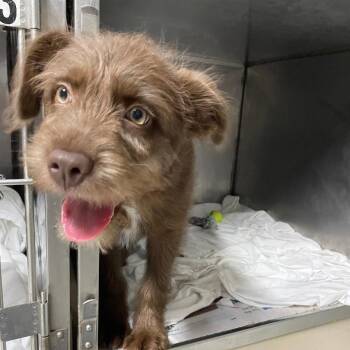 Australian Shepherd Dogs Available for Adoption - Cocoa | PetCurious