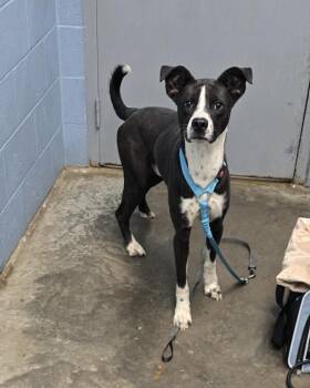 Terrier Dogs Available for Adoption in Evansville, Indiana - Banjo Bandit | PetCurious