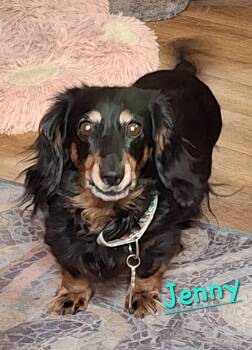 Jenny -  Dachshund Dog for Adoption in Tucson, Arizona - Jenny | PetCurious