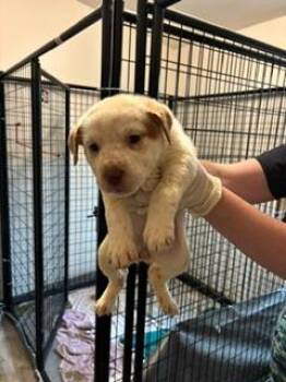 Mila -  Australian Cattle Dog Blue Heeler Dog for Adoption in Thompson Falls, Montana - Mila | PetCurious