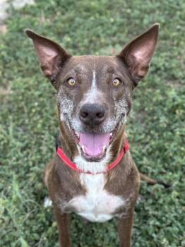 Rescue Retriever and Mixed Breed Dogs for Adoption in San Antonio, Texas - Bonnie | PetCurious