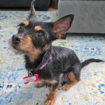 Terrier Dogs Available for Adoption in Wake Forest, North Carolina - Arepa | PetCurious