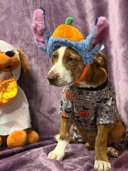 Moe -  Hound Dog for Adoption in Munfordville, Kentucky - Moe | PetCurious