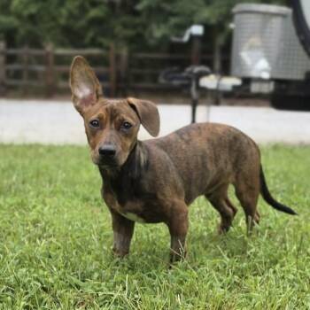 OAK -  Dachshund Dog for Adoption in Waterford, New Jersey - OAK | PetCurious