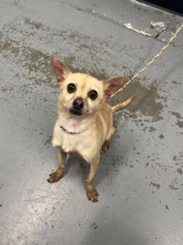 Dachshund and Pomeranian Dogs Available for Adoption in Sacramento, California - Peanut | PetCurious