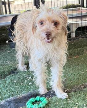 Rescue Terrier and Poodle Dogs for Adoption in Ramona, California - Puffball | PetCurious