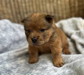 Staffordshire Bull Terrier and Mixed Breed Dogs Available for Adoption in Houston, Texas - LINK | PetCurious