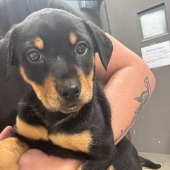 Peach -  Rottweiler Dog for Adoption in Clanton, Alabama - Peach | PetCurious