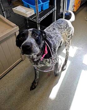 Cookie -  German Shorthaired Pointer Dog for Adoption in Bloomington, Indiana - Cookie | PetCurious