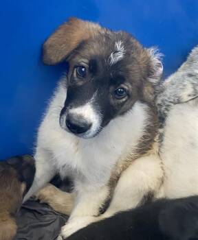 Mixed Breed Dogs Available for Adoption - ROSALIE | PetCurious