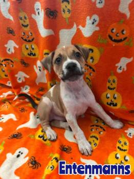Entenmanns -  Australian Cattle Dog Blue Heeler Dog for Adoption in New Baltimore, Michigan - Entenmanns | PetCurious